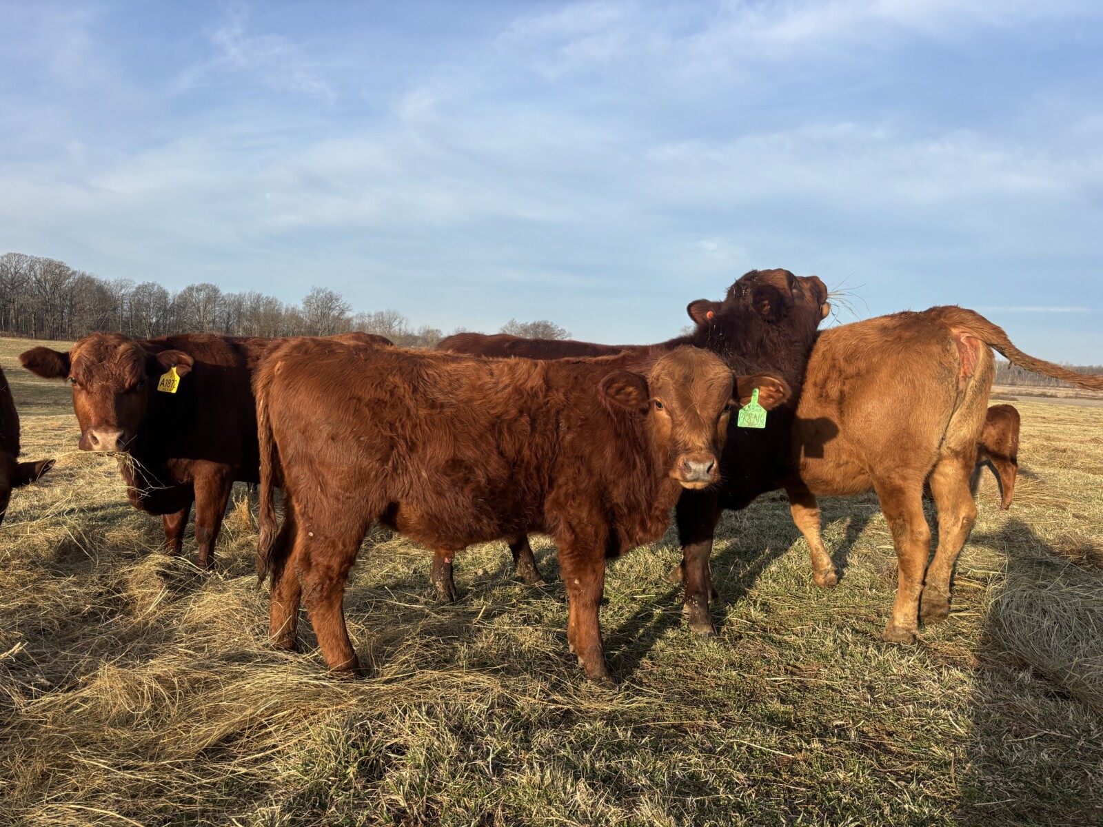 Registered Purebred South Poll Bull For Sale