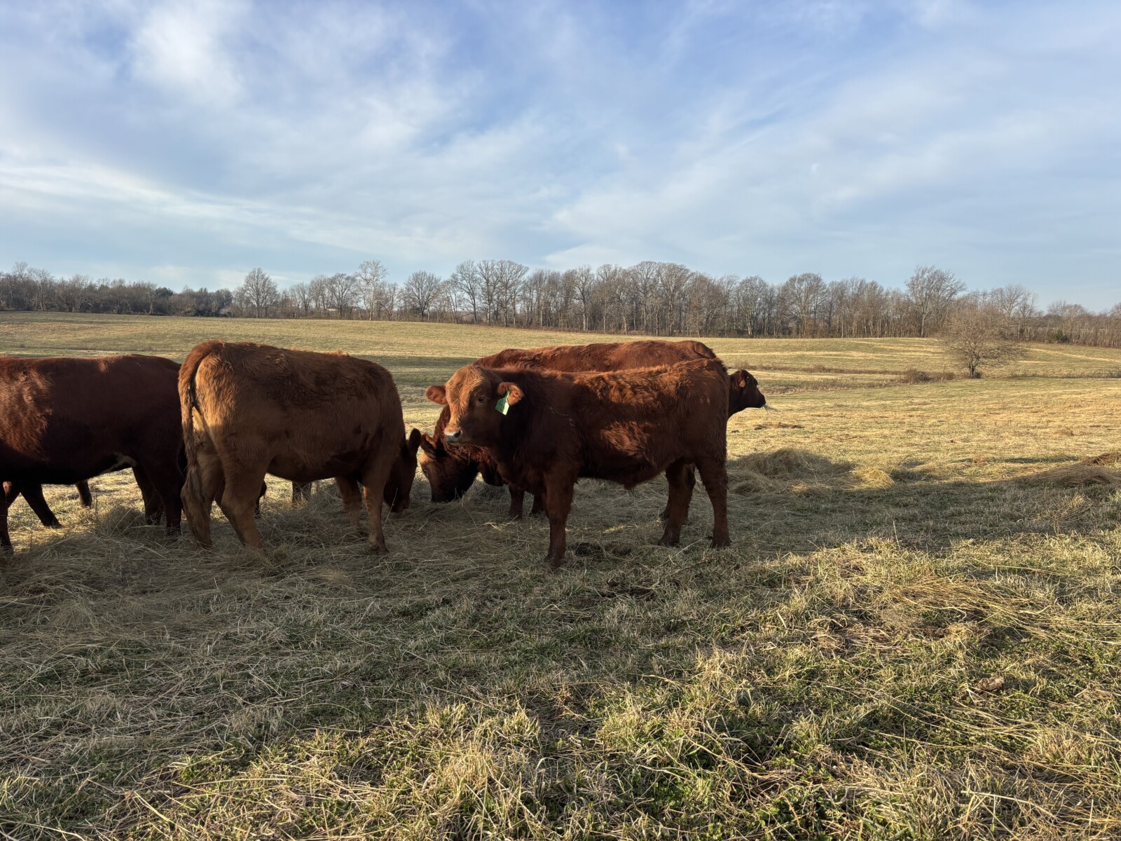 Registered Purebred South Poll Bull For Sale