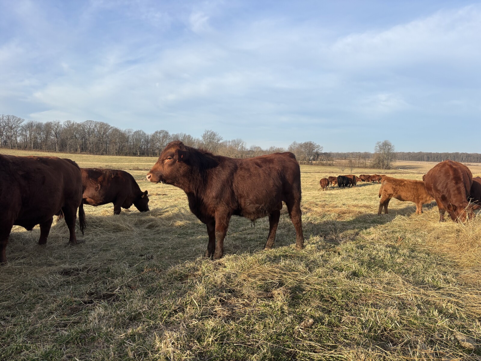Registered Purebred South Poll Bull For Sale