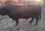 South Poll Bull for sale – Pure Bred – KS