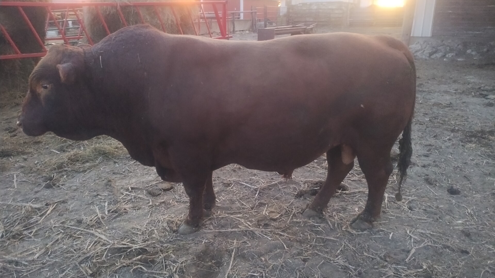 South Poll Bull for sale – Pure Bred – KS
