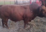 South Poll Bull for sale – Pure Bred – KS