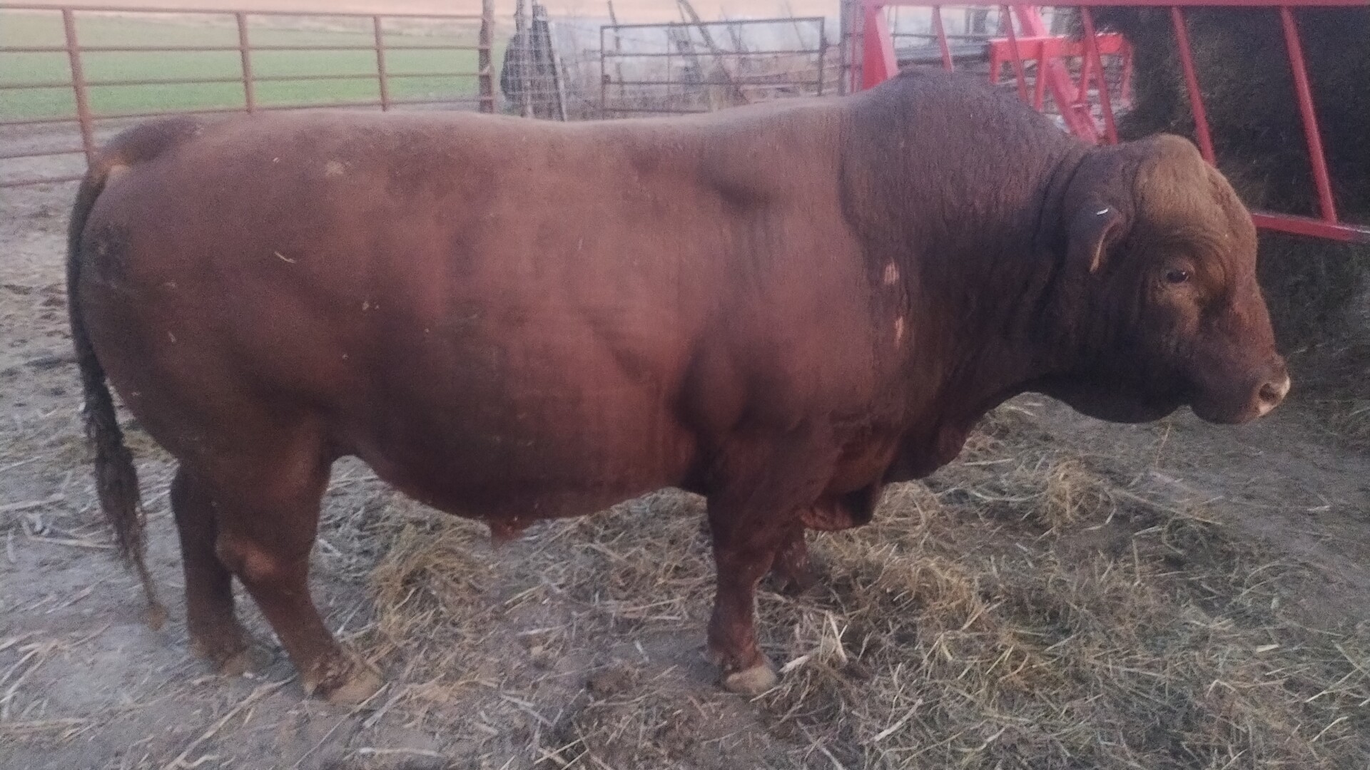 South Poll Bull for sale – Pure Bred – KS