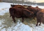 Yearling Bull for sale
