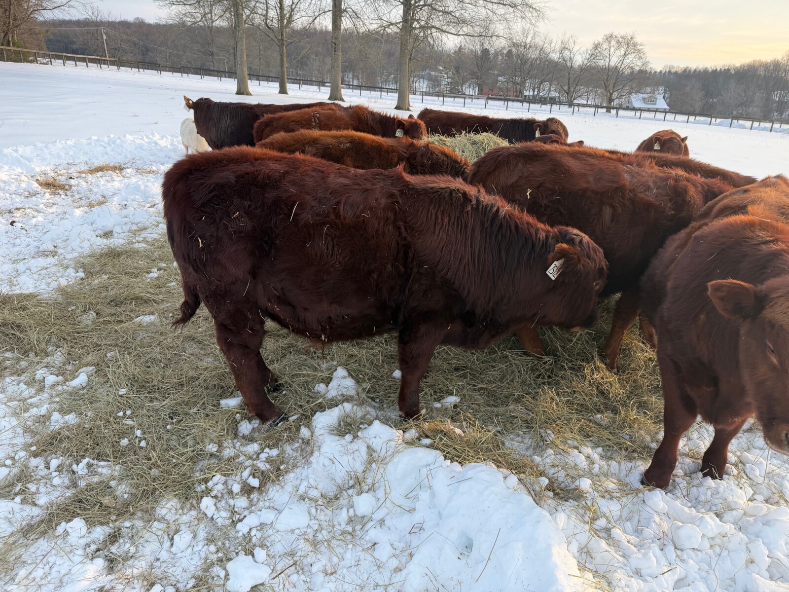 Yearling Bull for sale