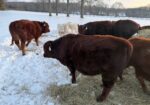 Yearling Bull for sale