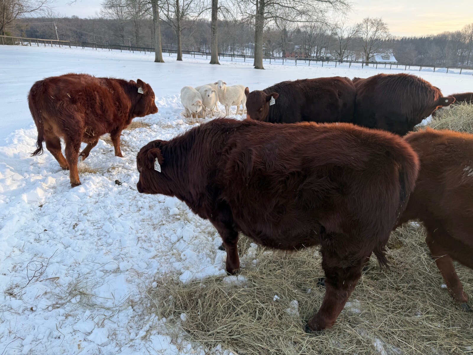 Yearling Bull for sale
