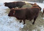 Yearling Bull for sale