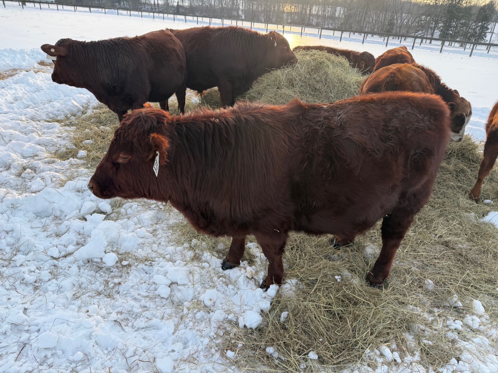 Yearling Bull for sale