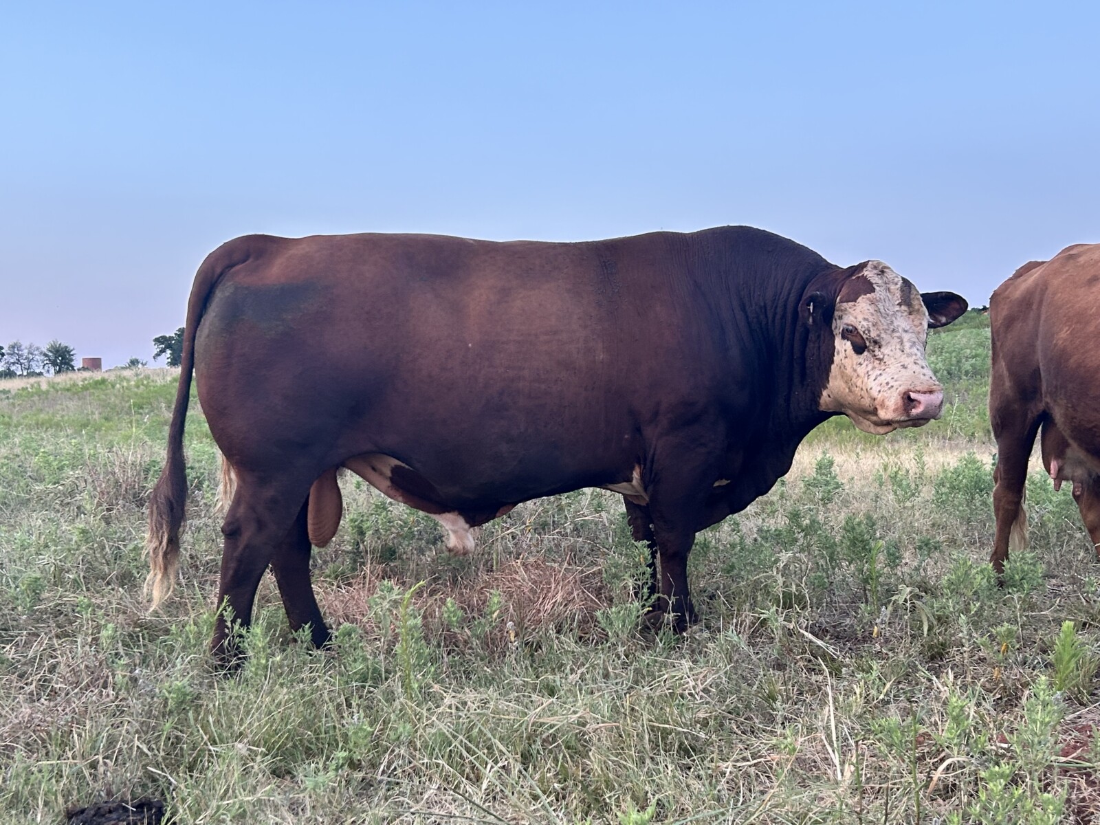 Registered 50% bred 3 year old