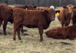 100% South Poll Weanling Heifers