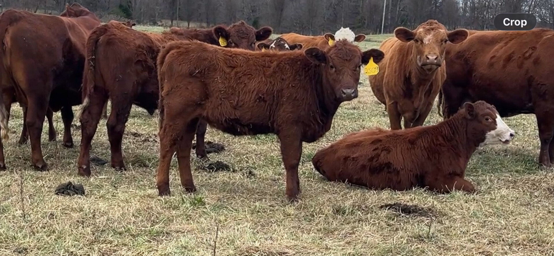 100% South Poll Weanling Heifers