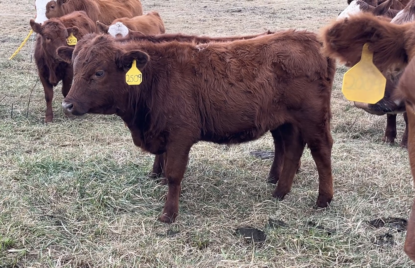 100% South Poll Weanling Heifers