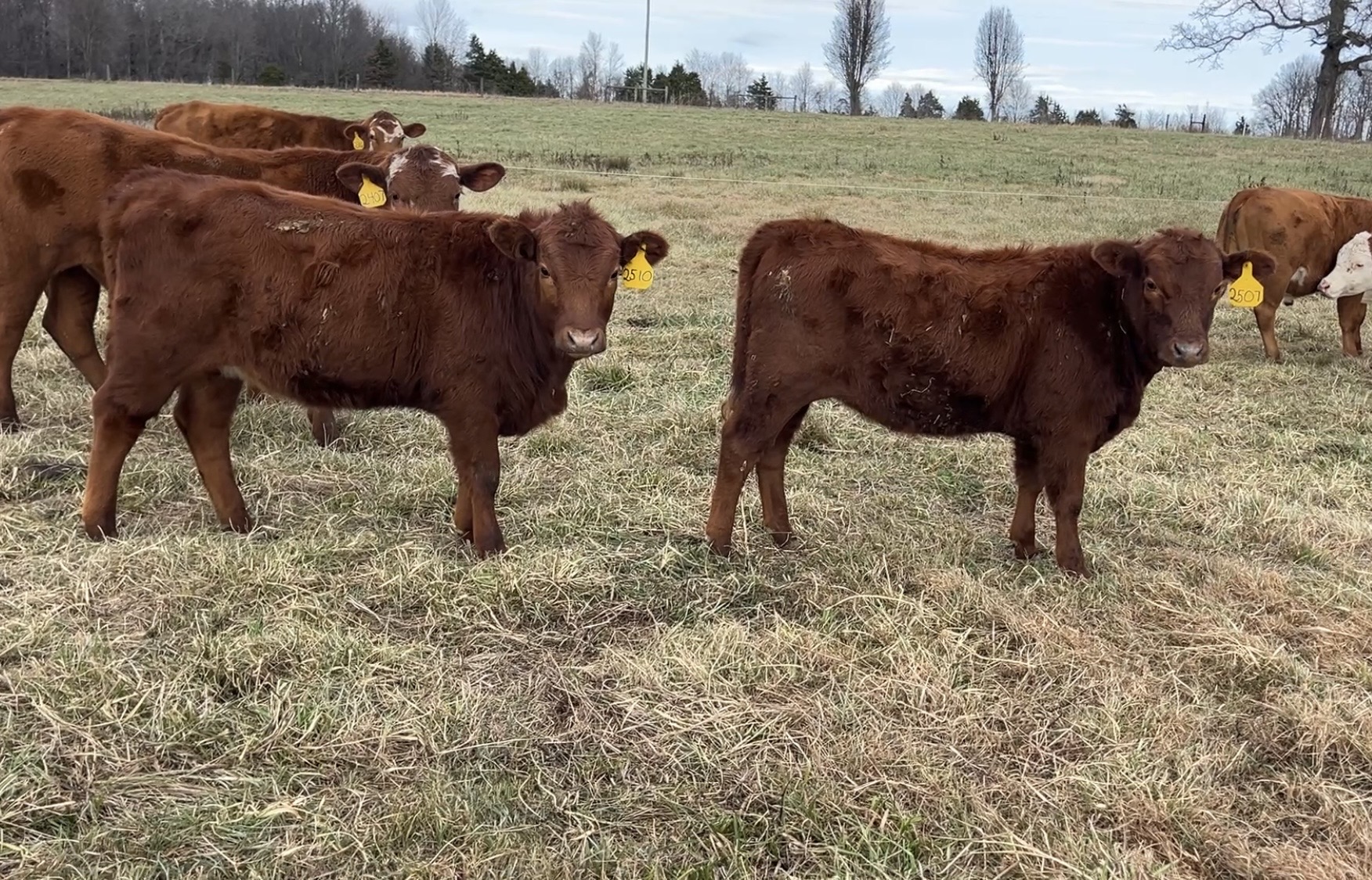 100% South Poll Weanling Heifers