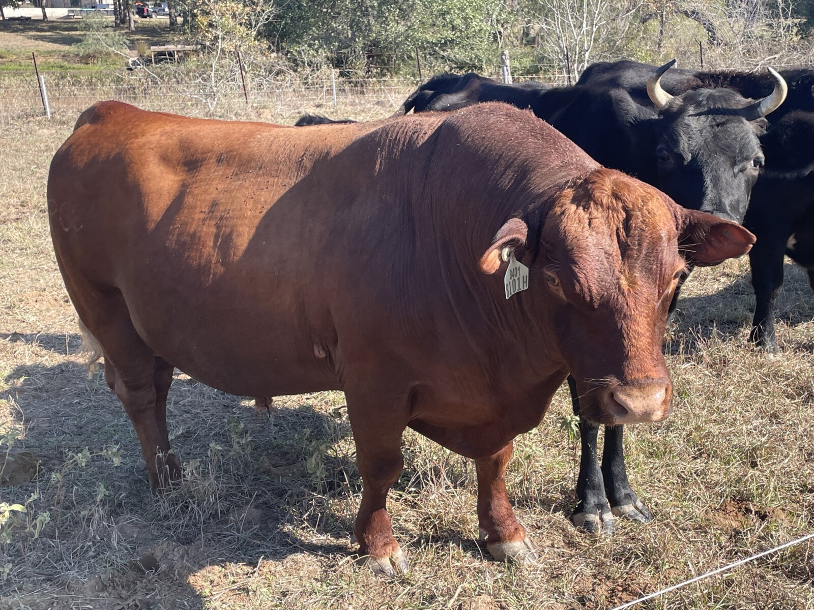 PCC Purebred Southpoll Herd sire. 6400 son