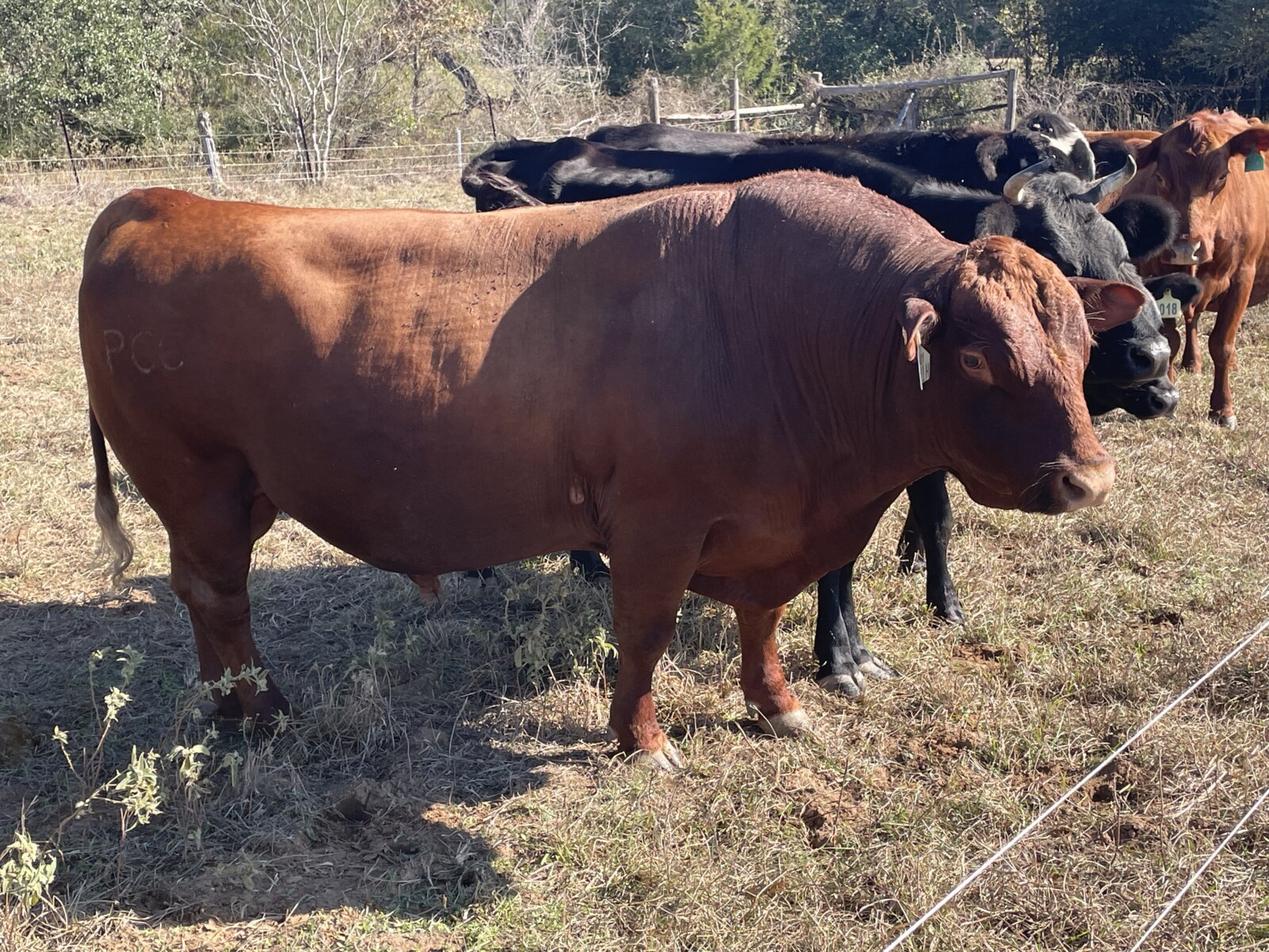 PCC Purebred Southpoll Herd sire. 6400 son
