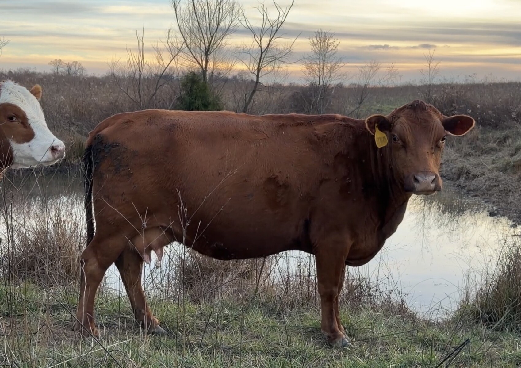 One Cow and One Heifer (will calve in fall)