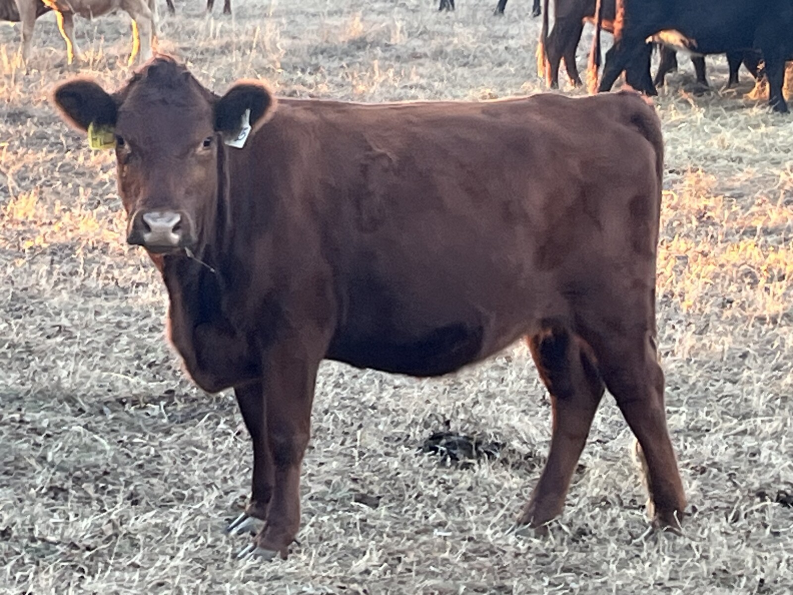 Registered 50% bred 3 year old