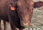 Exceptionally Docile 75% South Poll Yearling Bull – “Curly”