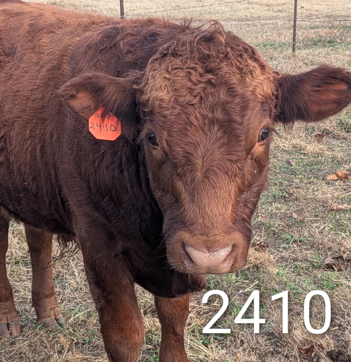 Exceptionally Docile 75% South Poll Yearling Bull – “Curly”