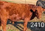 Exceptionally Docile 75% South Poll Yearling Bull – “Curly”