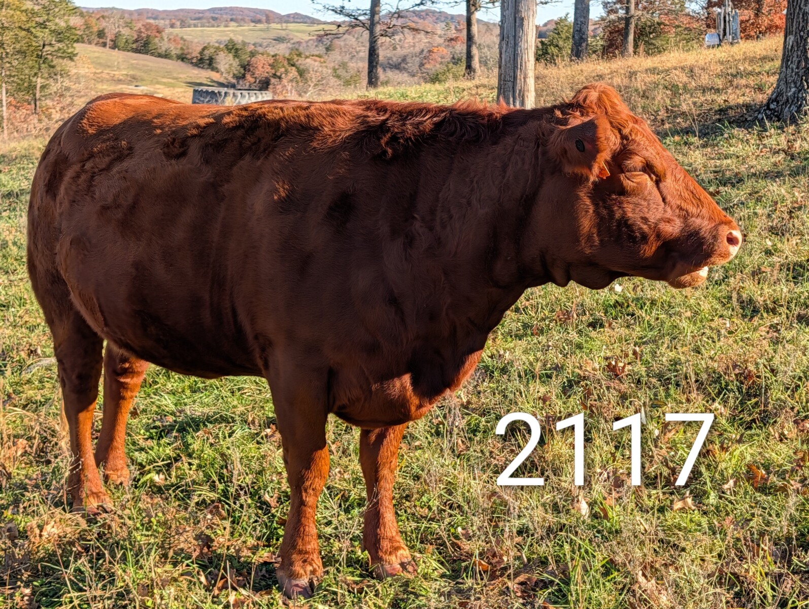 Exceptionally Docile 75% South Poll Yearling Bull – “Curly”