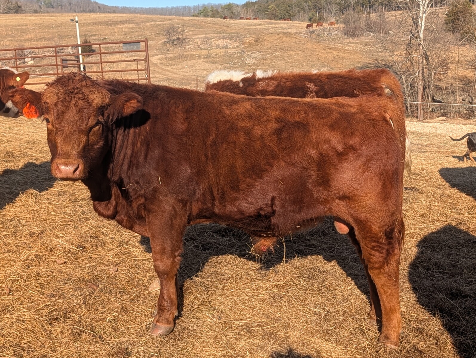 Exceptionally Docile 75% South Poll Yearling Bull – “Curly”