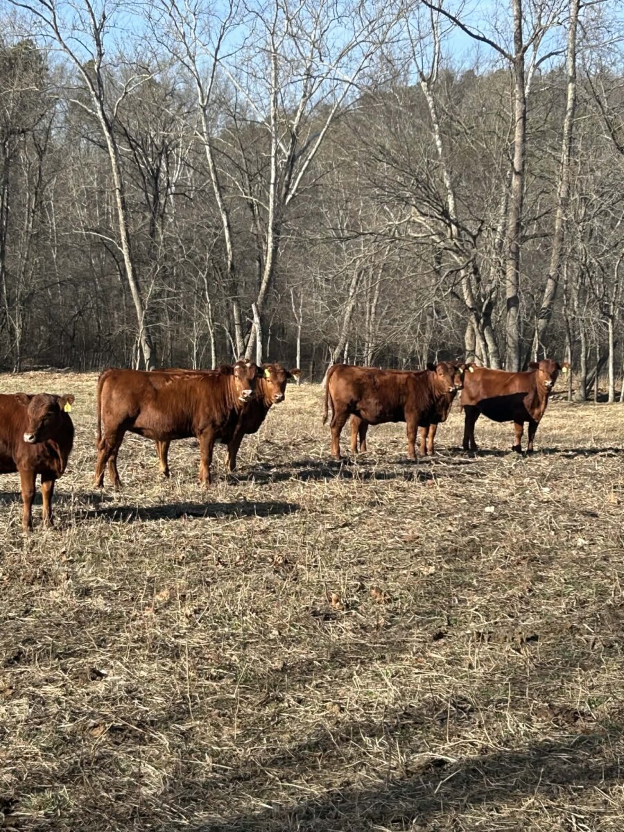 6 registered 50% South Poll heifers for sale out of commercial Red Angus mothers