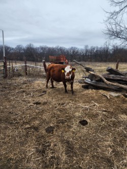 Barzona Hereford F1 registered South Poll bred cows