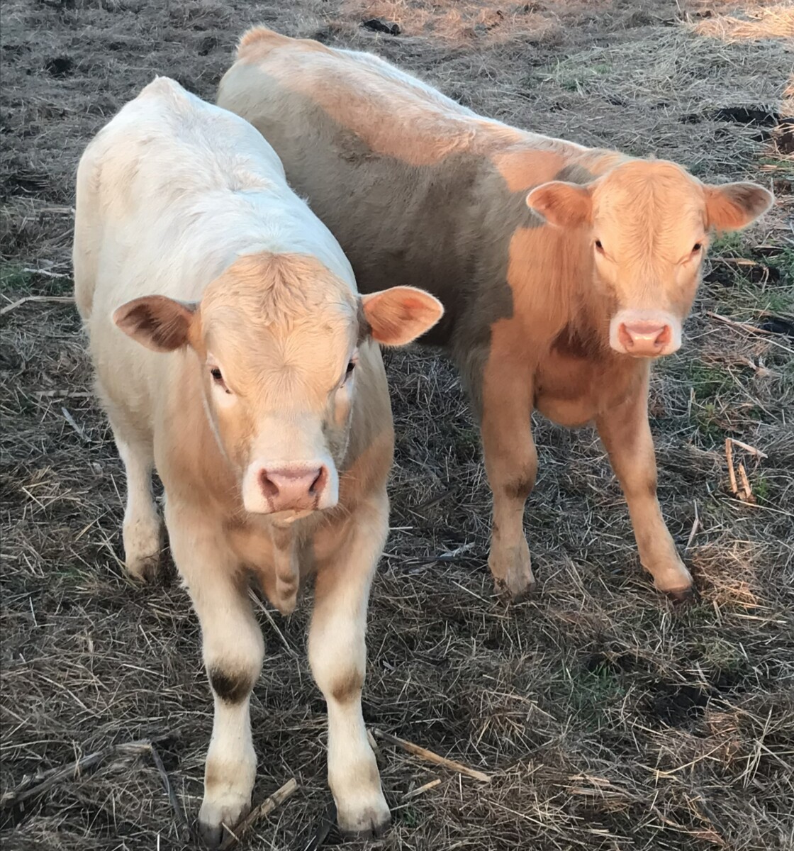 % Bulls for Sale – $2,500 each
