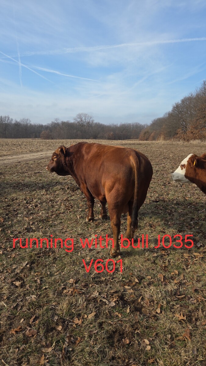 2 – Hereford cows bred to SP bull