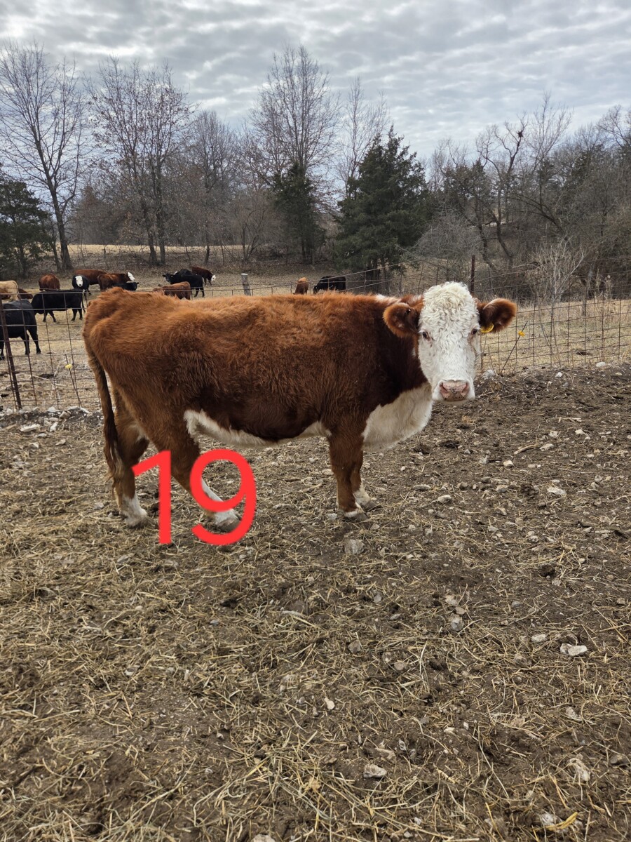 2 – Hereford cows bred to SP bull