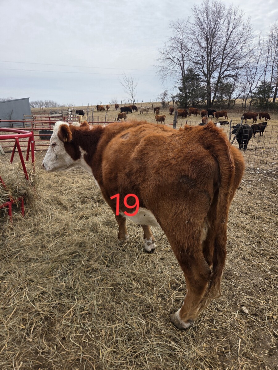 2 – Hereford cows bred to SP bull