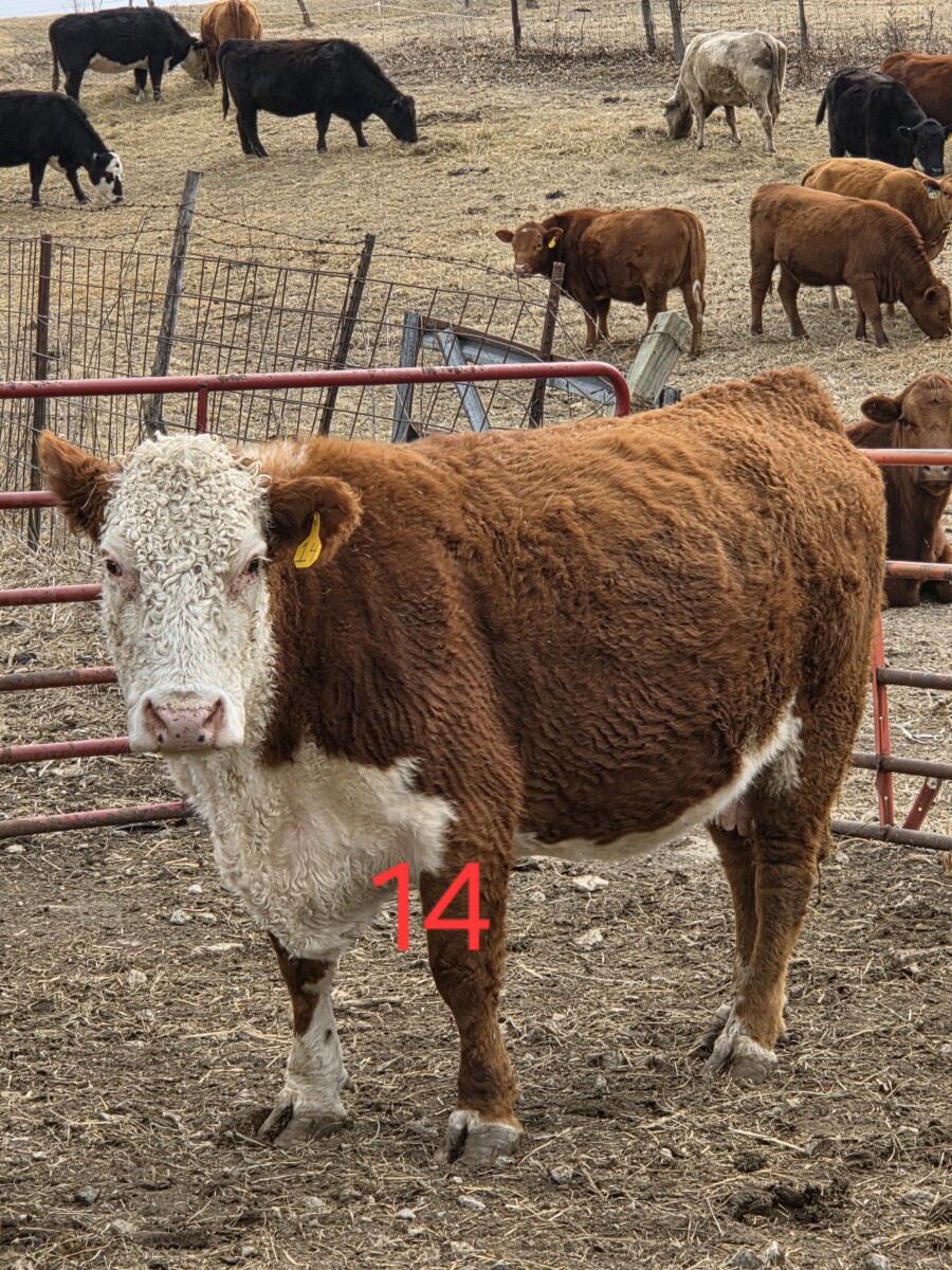 2 – Hereford cows bred to SP bull