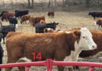 2 – Hereford cows bred to SP bull