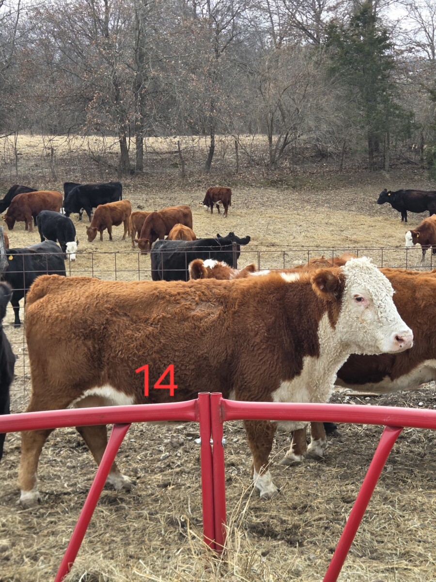 2 – Hereford cows bred to SP bull