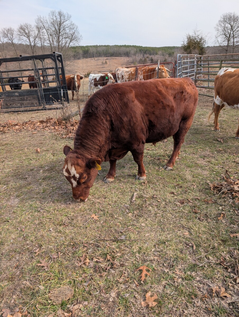 Registered 50% Heifer
