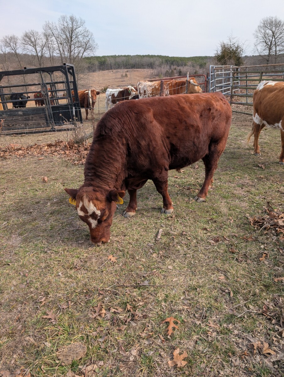 50% SP Steer
