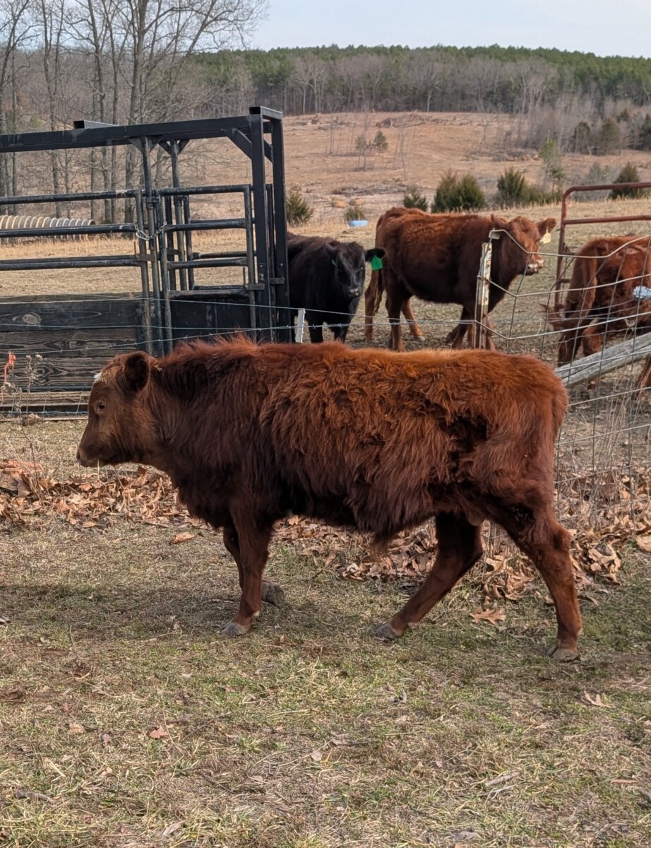 50% SP Steer