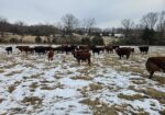 Steers for sale