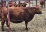 75% South Poll registered Bred cows
