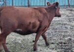 Five Registered 50% south Poll bred cows