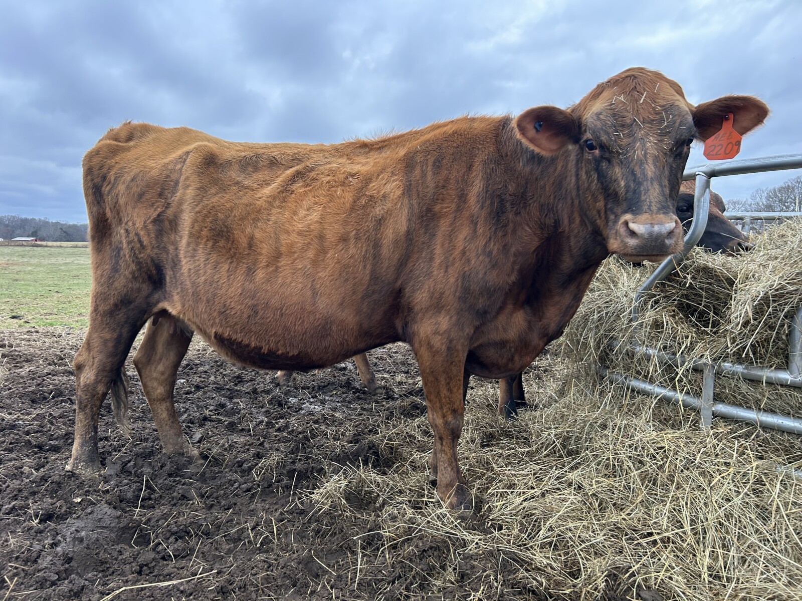 50% Registered South Poll Cow