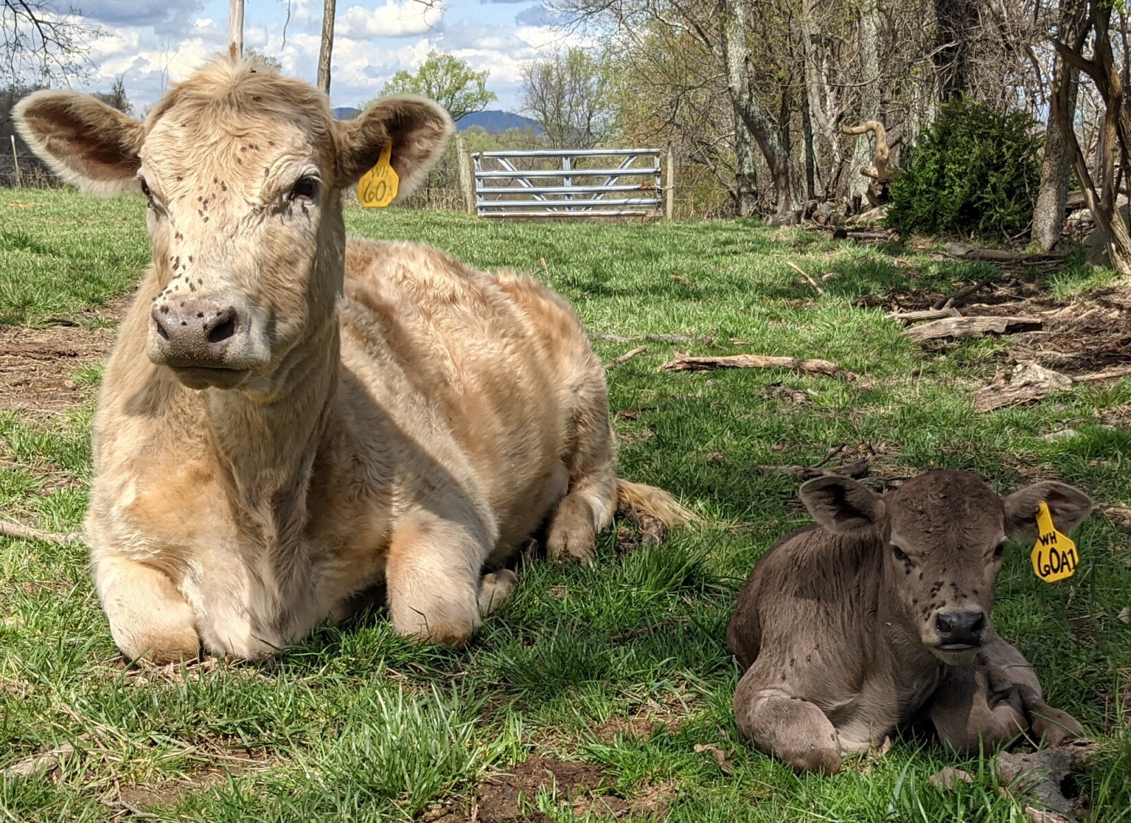 Coming 5 year old 50% South Poll Bull
