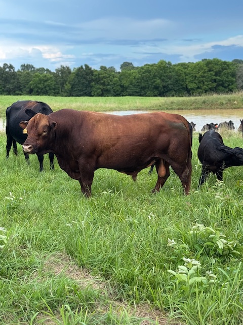 (SALE PENDING) Fullblood South Poll Bull-Northern Arkansas