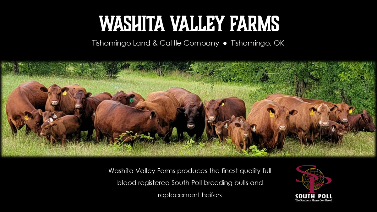 Spring 2024 Full Blood South Poll Bulls