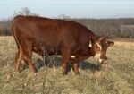 REGISTERED -PURE BRED HERD SIRE
