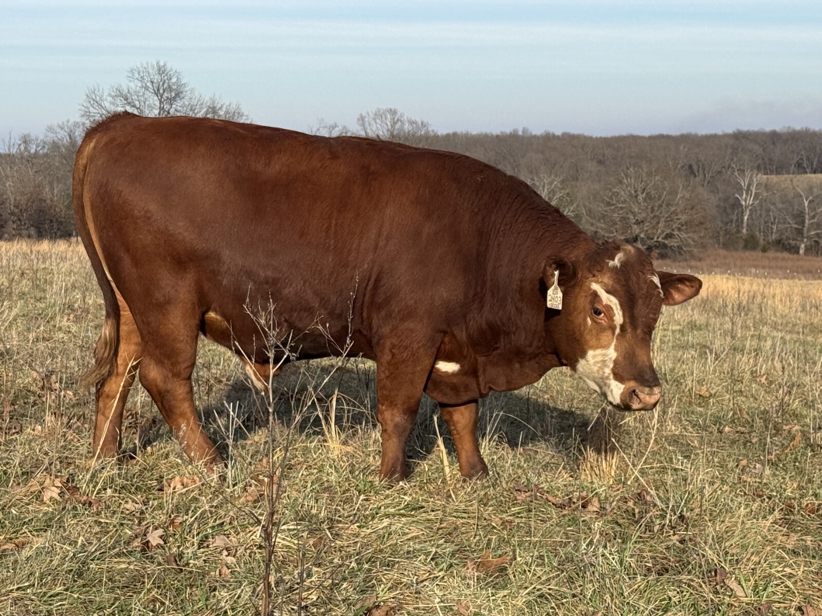 REGISTERED -PURE BRED HERD SIRE
