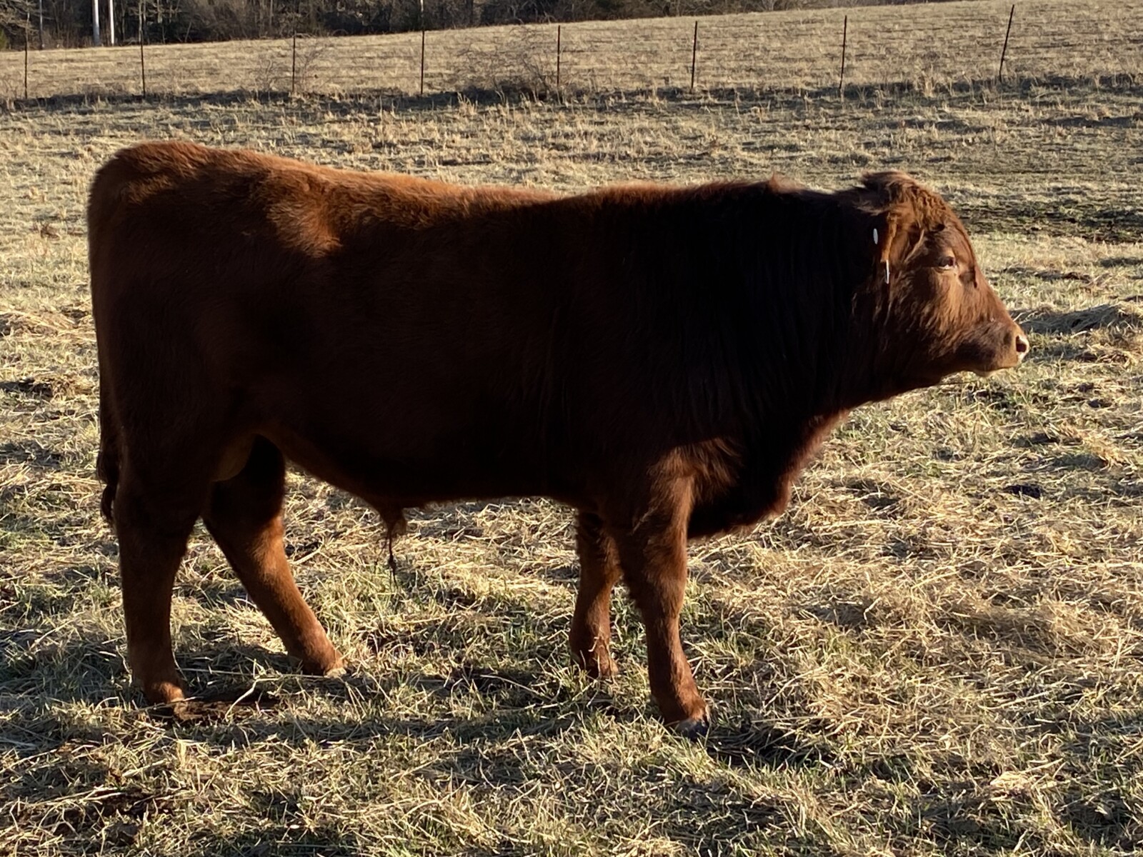 Registered Fullblood Bulls