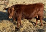 Registered Fullblood Bulls